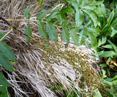 Sorbaria tomentosa