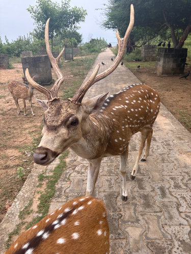 Sri Lankan Spotted Deer