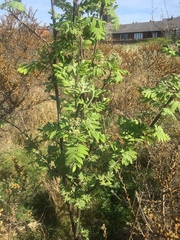 Angiospermae