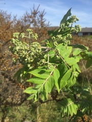 Angiospermae