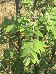 Angiospermae