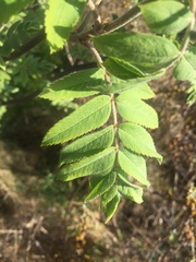 Angiospermae