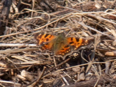 Polygonia c-album