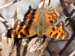 Polygonia c-album