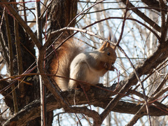 Sciurus vulgaris