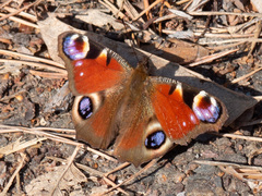 Aglais io