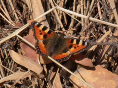 Aglais urticae