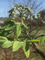 Angiospermae