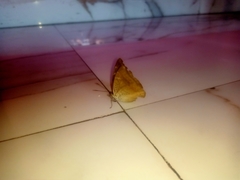Euthalia aconthea