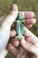Sceloporus malachiticus