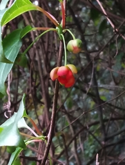 Schisandra arisanensis