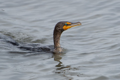 Double-Crested Cormorant photo 4
