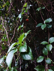 Schisandra arisanensis