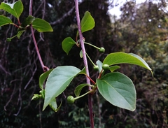 Schisandra arisanensis