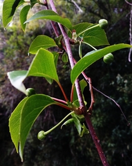Schisandra arisanensis