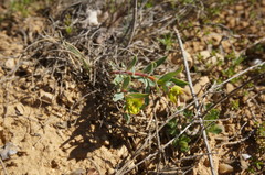 Euphorbia glareosa