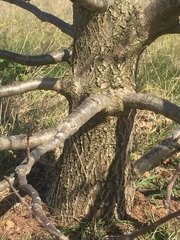 Tracheophyta