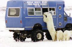 Polar Bear photo 5