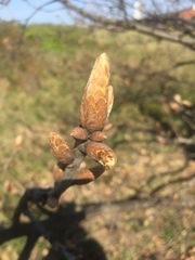 Tracheophyta