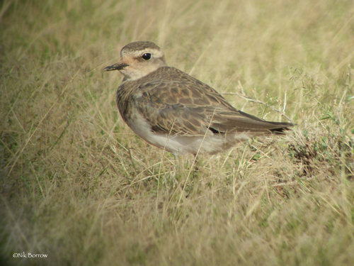 Caspian Plover