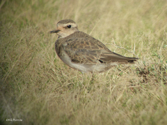 Charadrius asiaticus