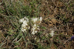 Astragalus rupifragus