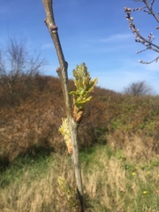 Tracheophyta