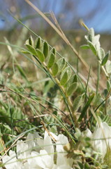 Astragalus rupifragus
