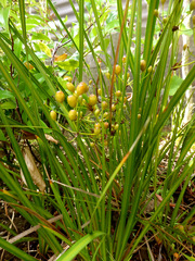 Libertia peregrinans