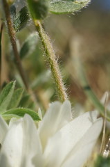 Astragalus rupifragus
