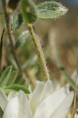 Astragalus rupifragus