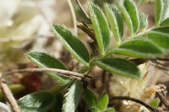 Astragalus rupifragus