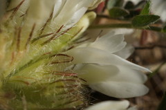 Astragalus rupifragus