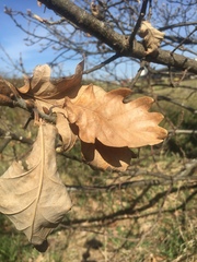 Tracheophyta