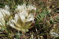 Astragalus rupifragus