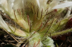 Astragalus rupifragus
