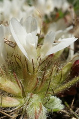 Astragalus rupifragus