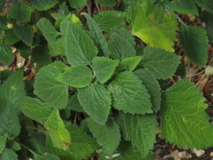 Leonotis nepetifolia nepetifolia