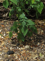 Leonotis nepetifolia nepetifolia