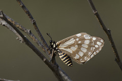Baronia brevicornis brevicornis