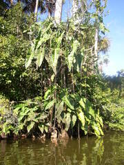 Philodendron deflexum