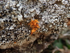 Teloschistes velifer