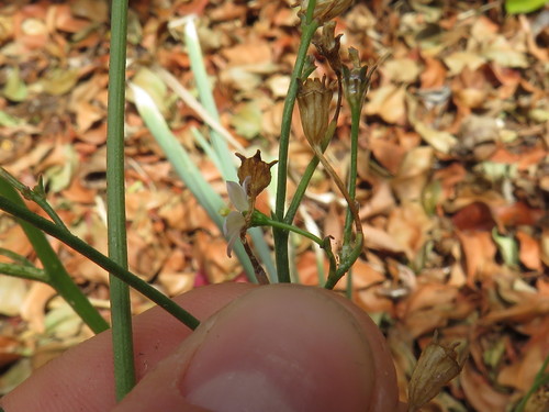 Image of Wahlenbergia androsacea by (c) Jeremy Gilmore, some rights reserved (CC BY)