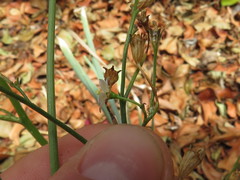 Wahlenbergia androsacea