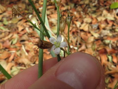 Wahlenbergia androsacea