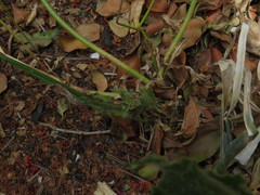 Wahlenbergia androsacea