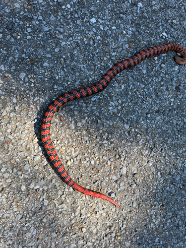 Mudsnake