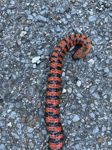 Mudsnake