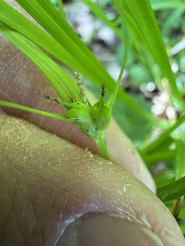 Carex jamesii, photograph 4