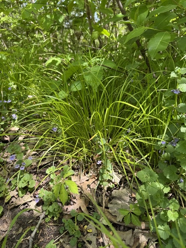 Carex jamesii, photograph 5
